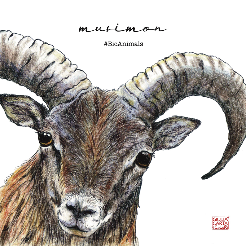 Illustrazione realistica di un muflone di Sardegna in primo piano e la scritta sullo sfondo Musimon BicAnimals
